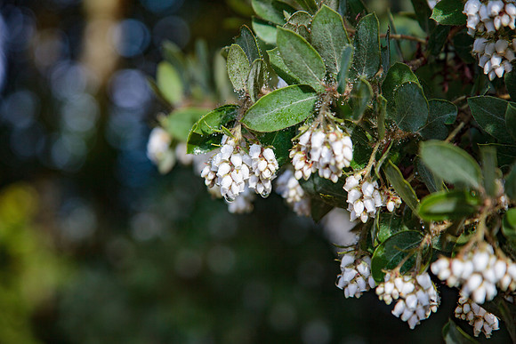 Manzanita from Mendocino