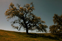 Crane Creek Sonoma