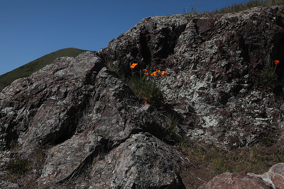 California Poppies