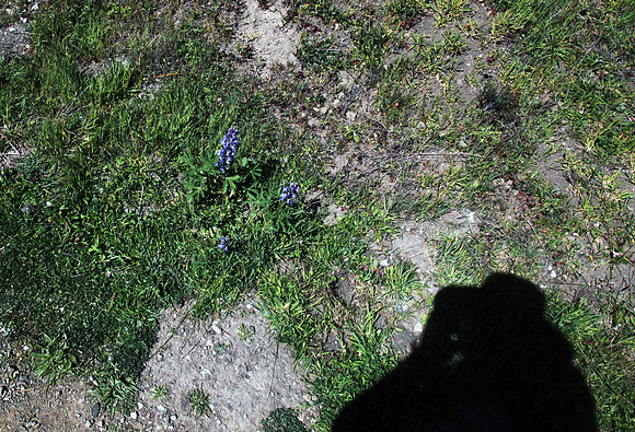 Lupinus polyphyllus, Blue Lupines