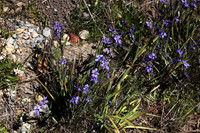 Blue eyed Grass