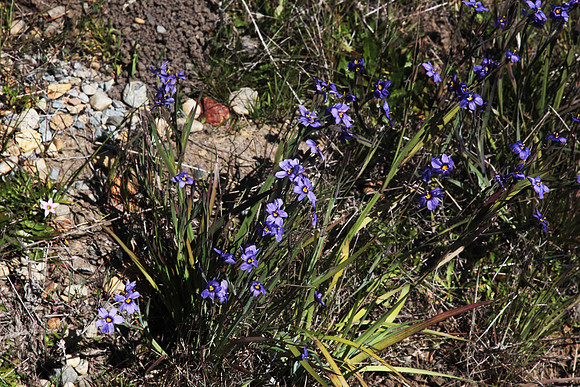 Blue eyed Grass