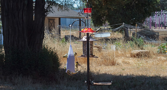 IMG_4072_1
