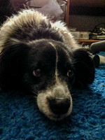 Rocky looking blue
