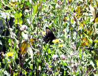 IMG_3986crop