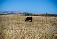 IMG_4003crop