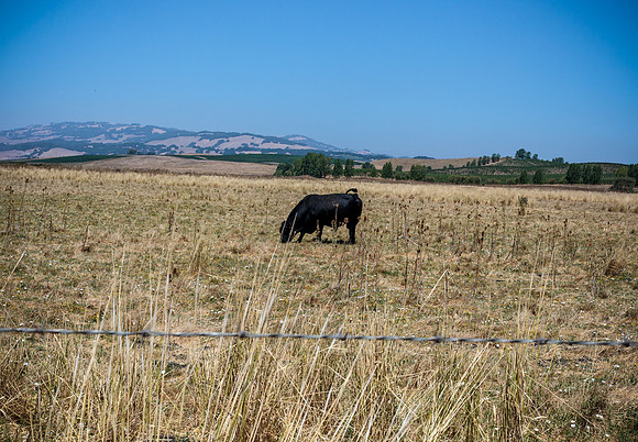 IMG_4003crop