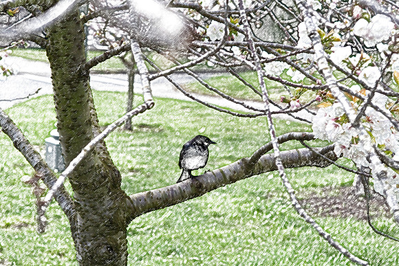 Black Bird Play