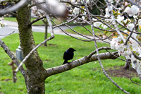 Black Bird