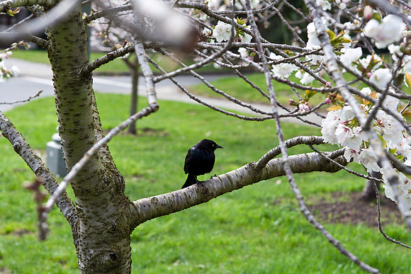 Black Bird
