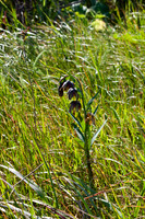 Checker Lily, Chocolate Lily, Mission Bells, Fritillaria affinis