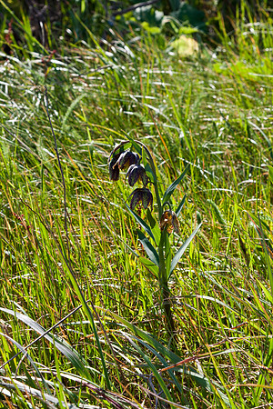 Checker Lily, Chocolate Lily, Mission Bells, Fritillaria affinis