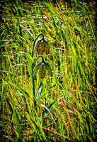 Chocolate Lily Mount San Bruno CA
