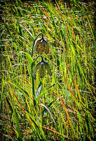 Chocolate Lily Mount San Bruno CA