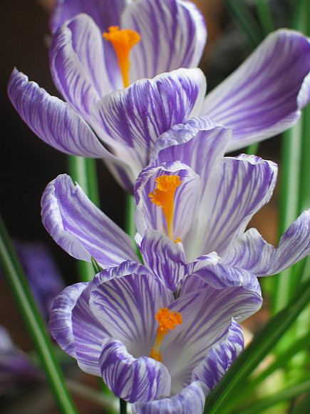 Crocus