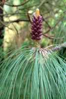 Mexican Pine San Francisco Botanical Garden