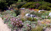 California Native Plant Garden San Francisco