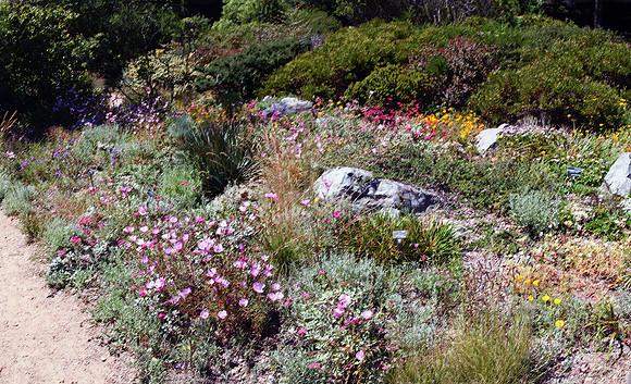 California Native Plant Garden San Francisco