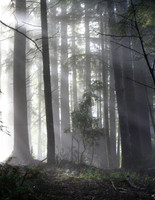 Redwoods in the Mist Greenwood Ridge