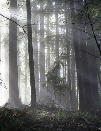 Redwoods in the Mist Greenwood Ridge