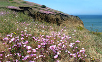 Mori Point before Native plant renovation.