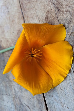California Poppy – Eschscholzia californica Too