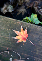 Fall Colors