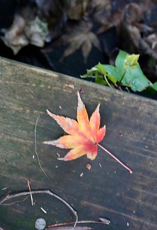 Fall Colors