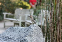 Cedar Waxwing in the SF Botanical Garden
