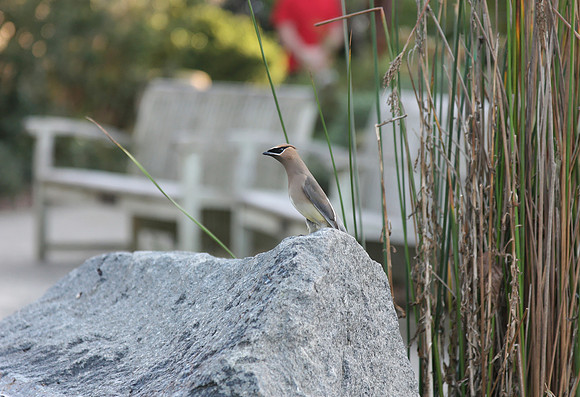 Cedar Waxwing in the SF Botanical Garden