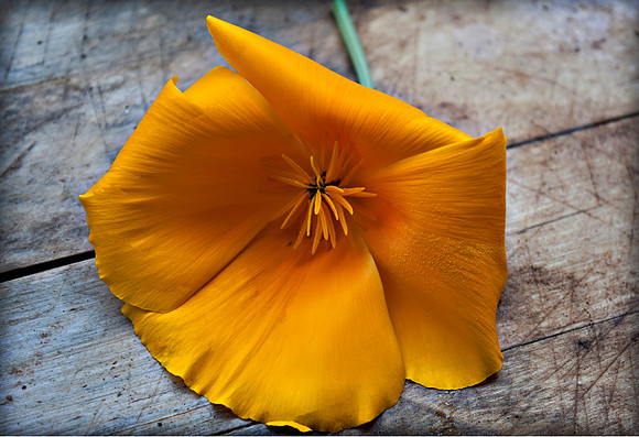 Eschscholzia californica