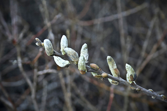 Catkin