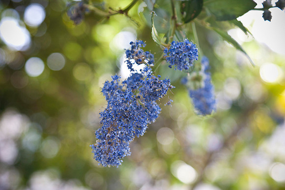 Blue Blossom – Ceanothus thyrsiflorus