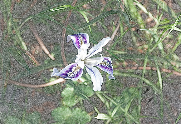 Douglas Iris play