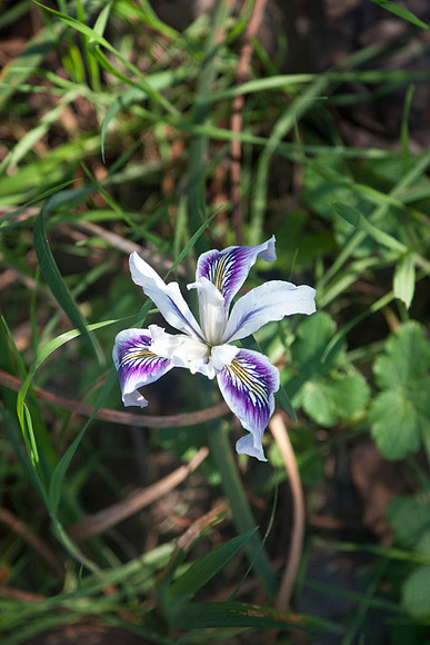 Douglas Iris