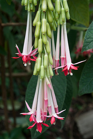 Chilean Fuchsia