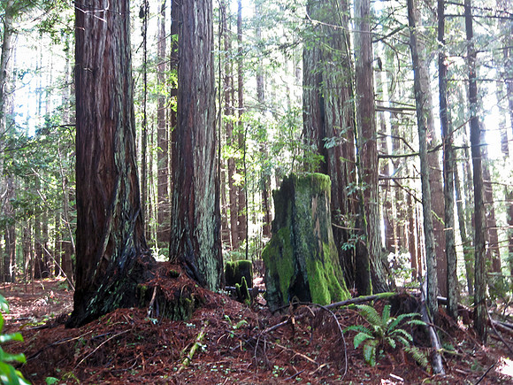 Redwood grove – Greenwood Ridge Mendocino