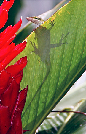 Gecko A GIft from John