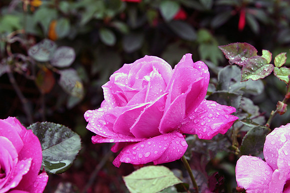 Heirloom Rose