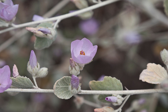 Mallow