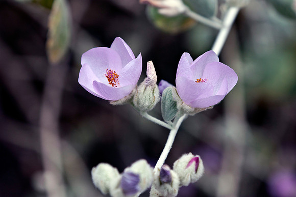 mallow
