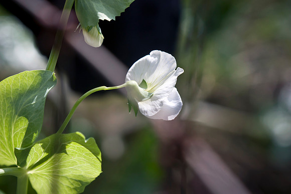 Sweet pea