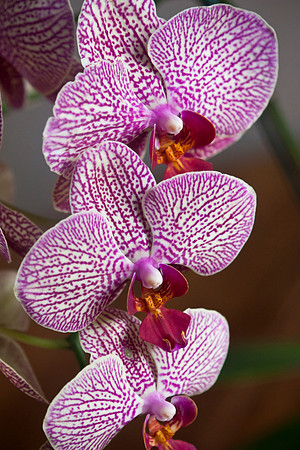 Marco's Orchid