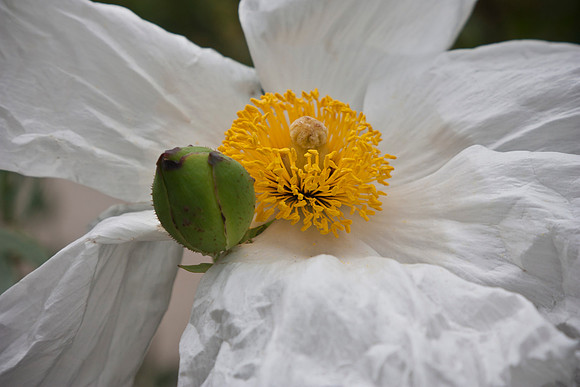 Matilija poppy – Romneya coulteri