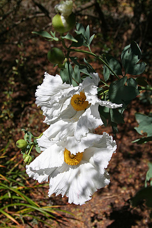 Matilija poppy – Romneya coulteri
