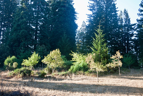 Standard Fruit Trees with Sequoia sempervirens