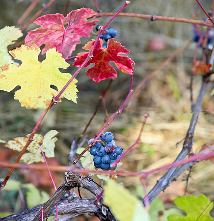 Mendocino Pinot Noir