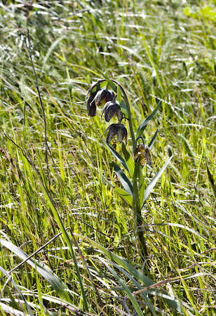 Fritillaria affinis (checker lily, chocolate lily)