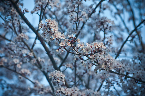 Plum Blossom