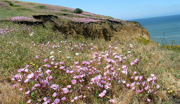 Native Clarkia at Mori Point